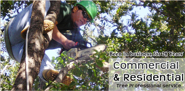 Condren Tree Service